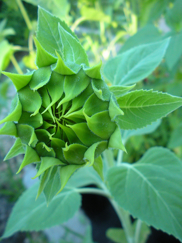 6 27 11 Garden Sunflowers