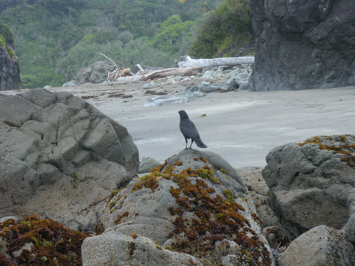 Tidepool morning and Crows