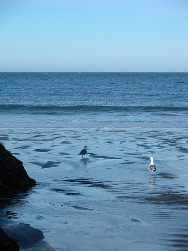 Tidepool Morning and the Gulls