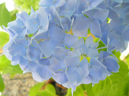 6 27 11 Garden Potted Hydrangeas