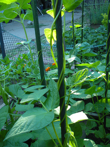 6 27 11 Green Beans on the Pole