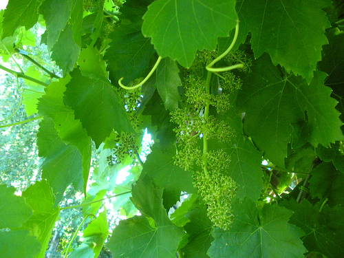6 27 11 Grapes on the Vine