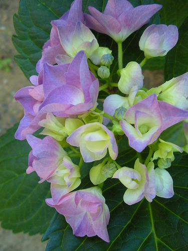 6 27 11 Garden Hydrangeas