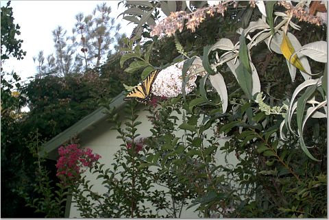 Swallowtail butterfly