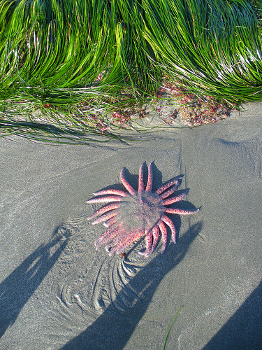 Sunflower Star Harris Beach