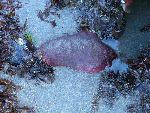 Gumboot Chiton