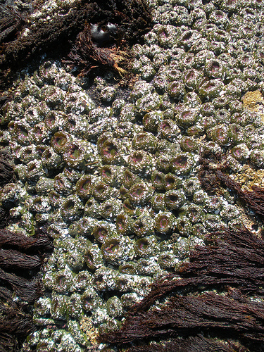 Green Anemones