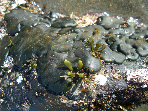 Tar Spot Algae
