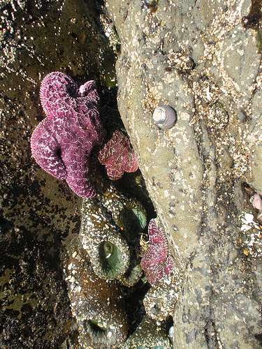 Cramped Quarters Purple Sea stars and Anemones