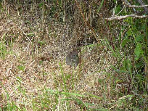 Harris Beach Bunny