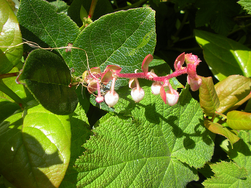 Salal 