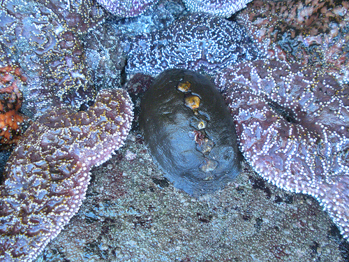 Leather Chiton Harris Beach