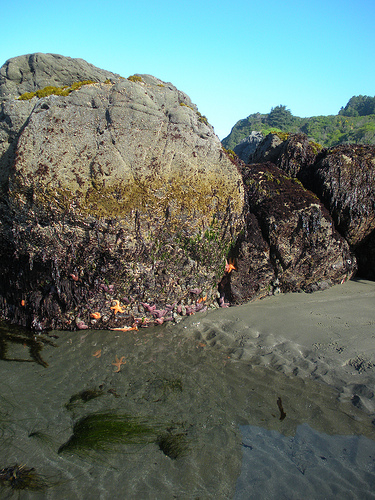 Low Tide Harris Beach Oregon