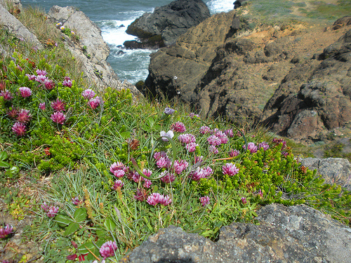 Indian Sands Oregon Coast Widlfowers and Ocean