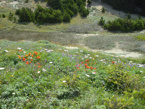 Indian Sands Oregon Coast Wildflowers