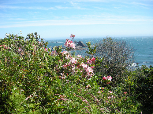 Azaleas Harris Beach