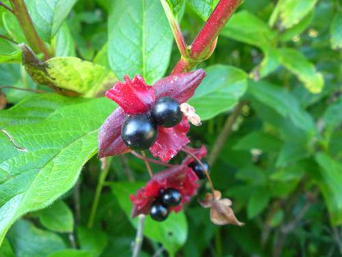 Twin Berries