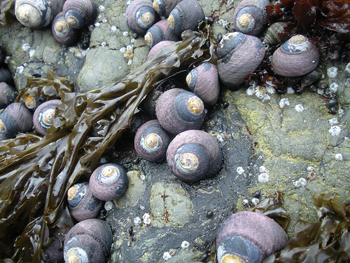 Harris Beach Purple Snails