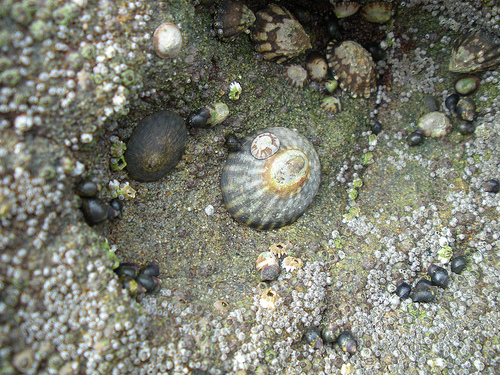 Harris Beach Tidepools Limpets