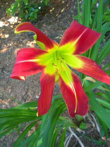7 4 and 5 11 Day Lily Red and Yellow almost green