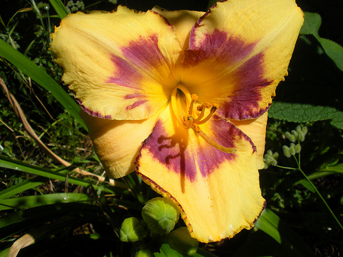 7 4 and 5 11 Day Lily Peach and Purple