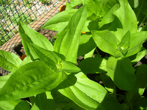 7 4 and 5 11 Zinnias in the Bud