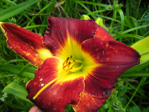 7 4 and 5 11 Day Lily Red and Yellow