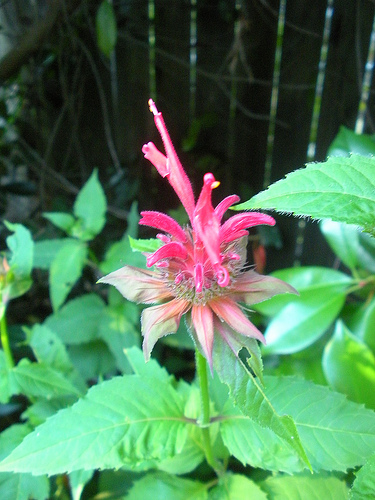 7 4 and 5 11 Bee Balm