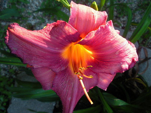 7 4 and 5 11 Day lily Pink and Orange