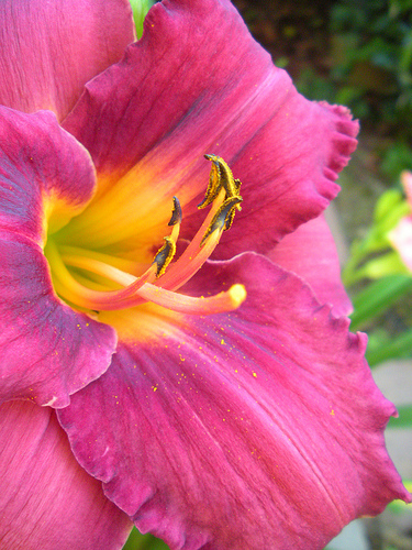 7 6 11 Day Lily Deep Red with yellow and pollen