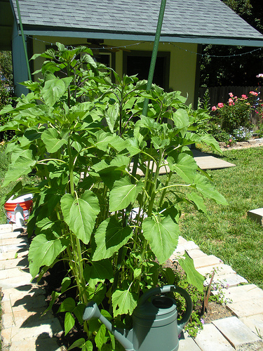 7 4 and 5 11 Sunflower Garden