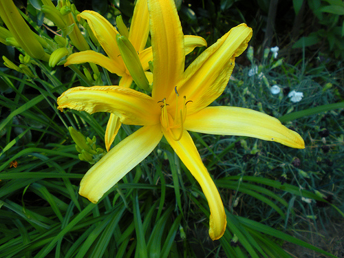 7 4 and 5 11 Day Lily Yellow 