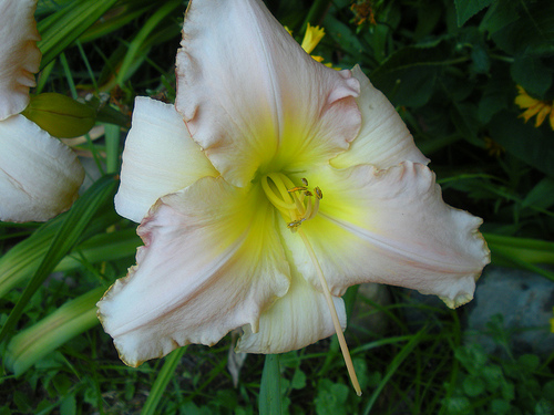 7 4 and 5 11 Day Lily Light pink