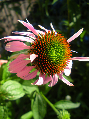 7 6 11 Coneflowers