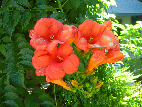 7 6 11 Trumpet Vine