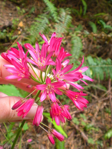 Wildflowers Clintonia