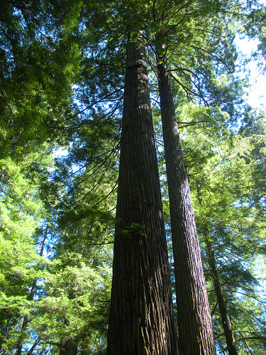 Jedidiah Smith Redwoods