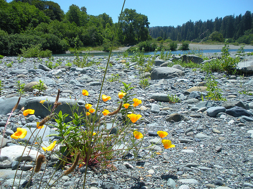 Jedidiah Smith Redwoods - Smith River and Poppies