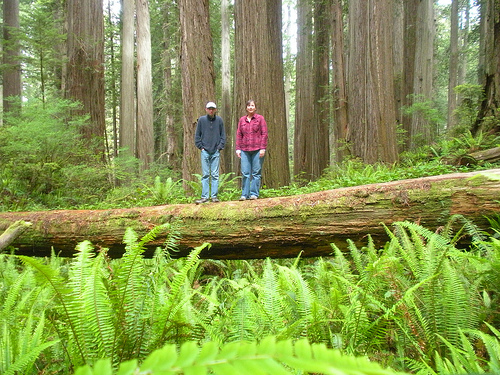 Jedidiah Smith Redwoods - Posing on a Tree