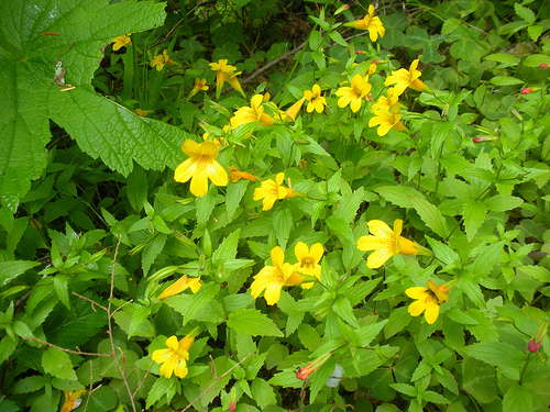 Wildflowers - Monkeyflowers