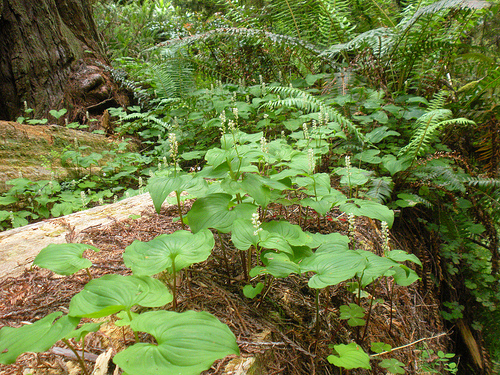 Jedidiah Smith Redwoods