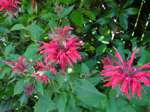 Bee Balm with a Bee