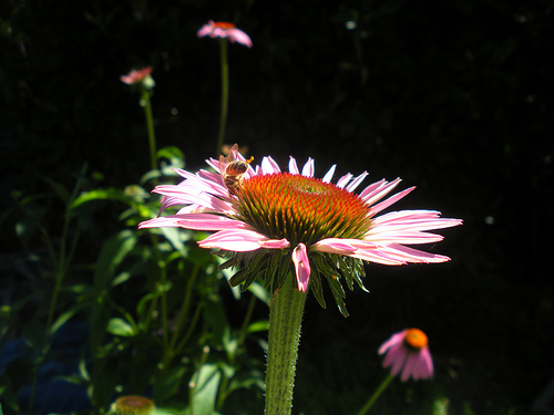 Coneflowers with a Bee
