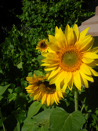 Sunflowers Under the Birdfeeder