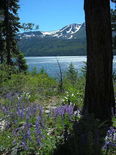 7 10 11 Fallen Leaf Lake with Lupine