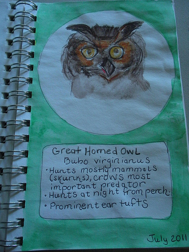 Great Horned Owl Nature Journal