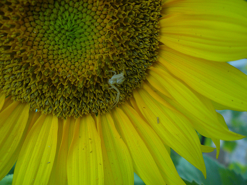 Sunflower with Little Spider