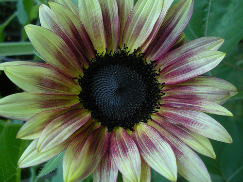 Royal Flush Sunflower