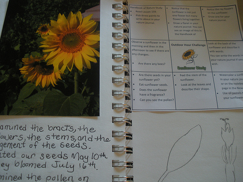 Sunflower Nature Study Grid