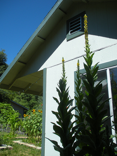 Mullein Summer